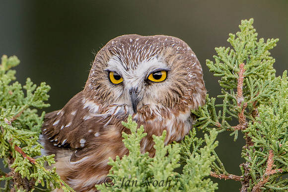 Northern Saw-whet