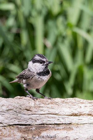 Mountain Chickadee