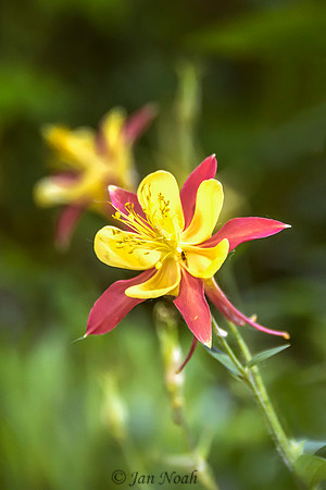 Columbine Bloom