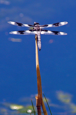 Dragonfly 1