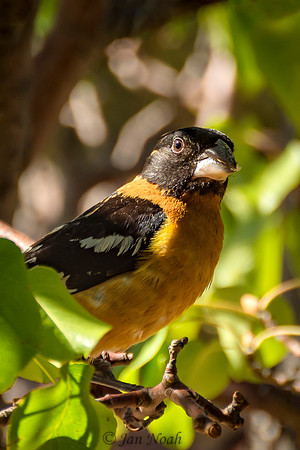 Black-headed Grosbeak