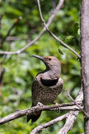 Female Northern Flicker