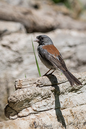 Dark-eyed Junco