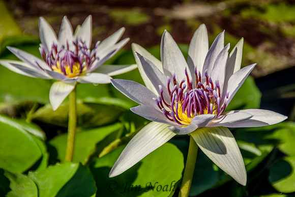 Water Lilies