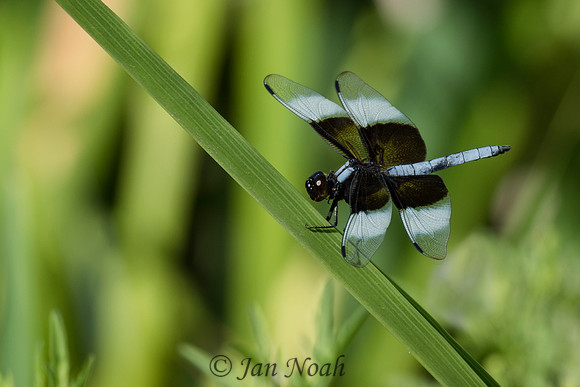 Widow Skimmer
