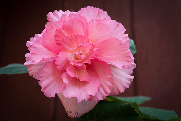 Pink Peony
