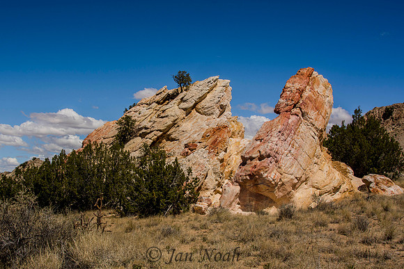 Tree View from the Top