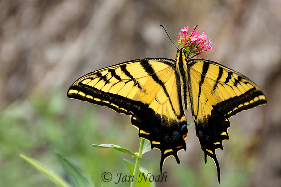 Swallowtail