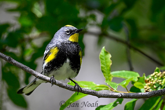 Yellow-rumped Warbler