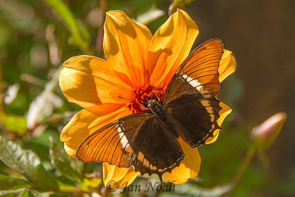 Pretty in Orange