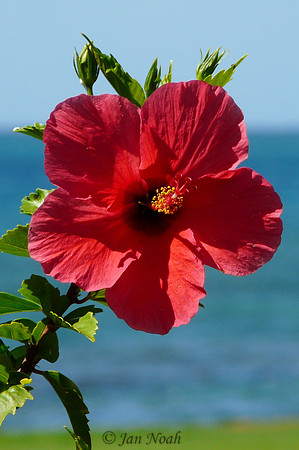 Red Hibiscus