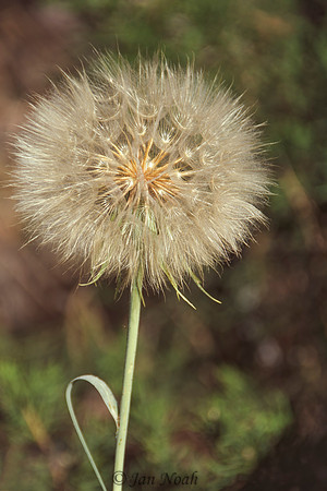 Salsify