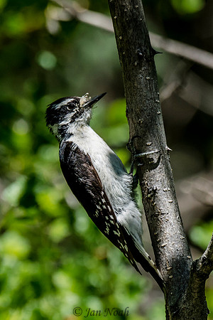 Hairy Woodpecker