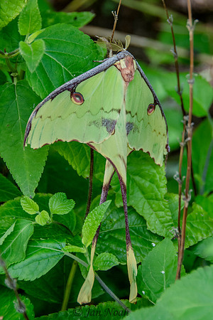 Moon Moth