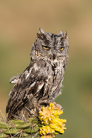 Western Screech Owl