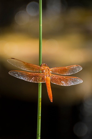Flame Skimmer