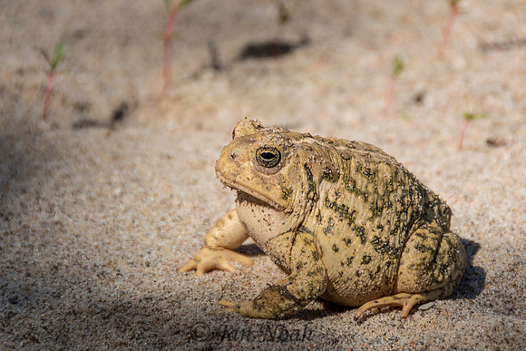 Woodhouse Toad