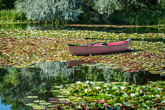 Out in the Pond