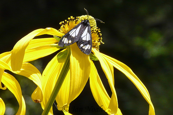 Sunning Moth