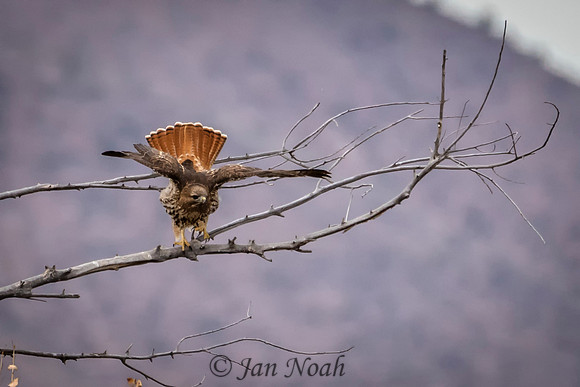Red-tailed Hawk