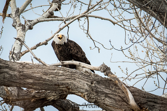 Bald Eagle