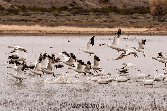 Snow Geese Lift Off