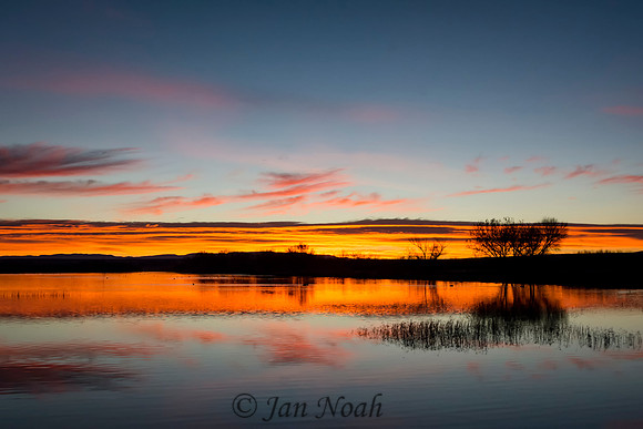 Sunrise at Bosque del Apache