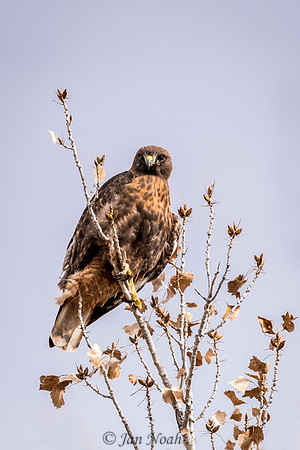 Red-tailed Hawk
