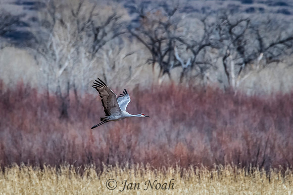 Solitary Flight