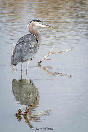 Blue Heron