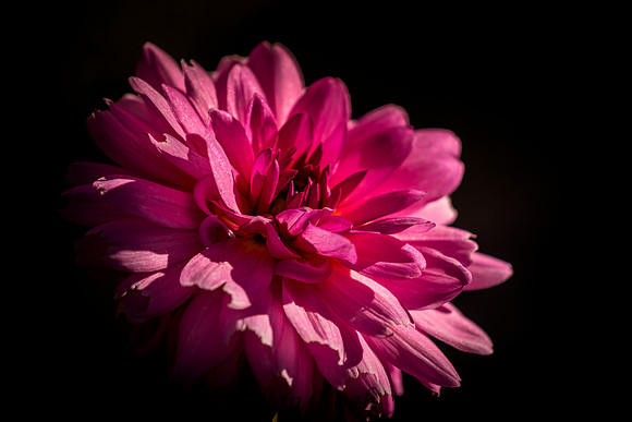 Last Dahlia's Bloom