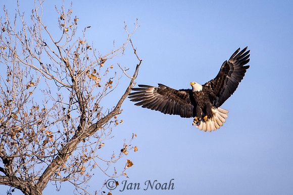 Incoming Landing
