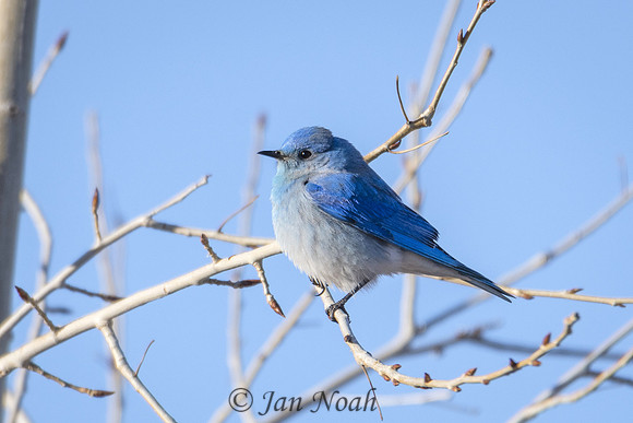 Little Blue