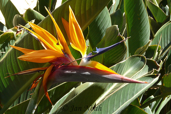 Bird of Paradise