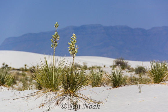 White Sands