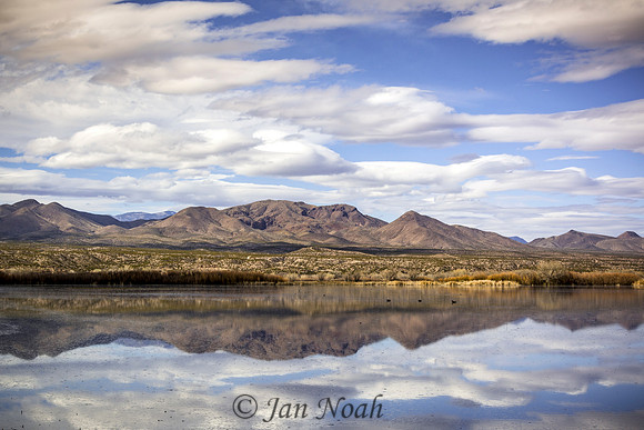 Bosque del Apache Pond