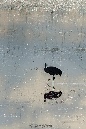 Solitary Sandhill Crane
