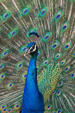 Beautiful Feathers