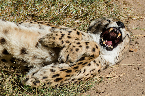 Nap Time