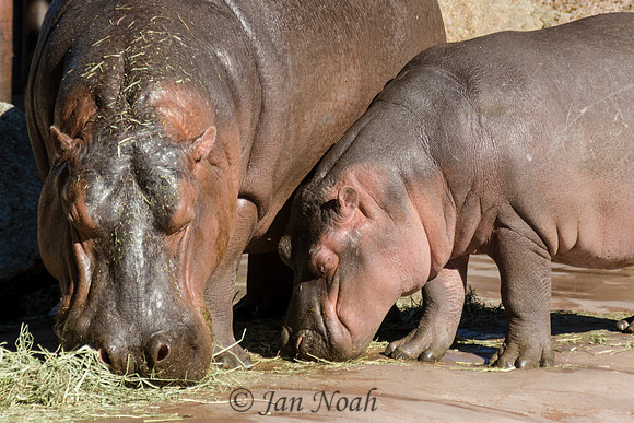 Mom and Baby