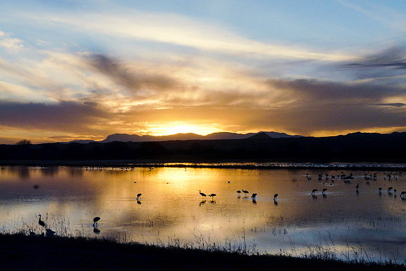 Bosque del Apache Sunset