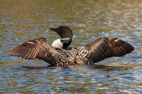 Common Loon