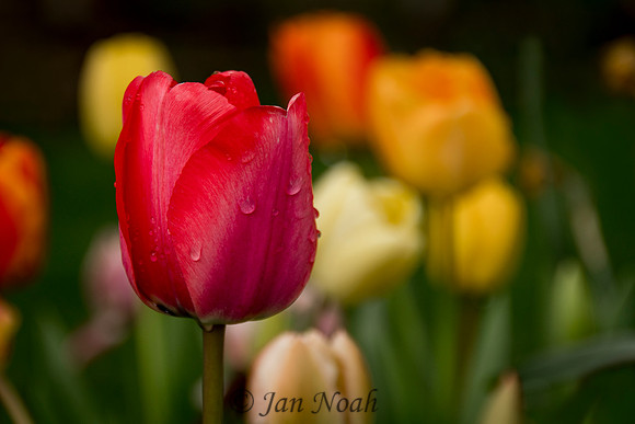 Tulip Display