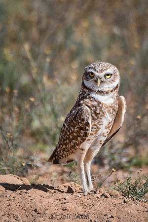 Burrowing Owl