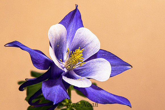 Columbine