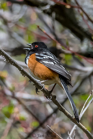 Spotted Towhee