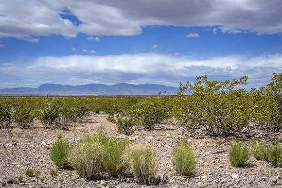 Desert in the Spring