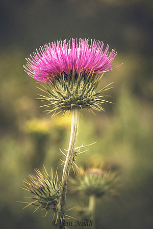 Thistle