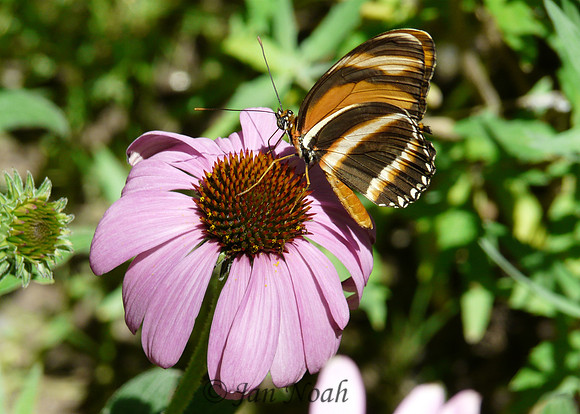 Butterfly and Coneflower