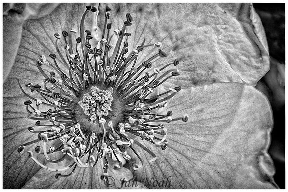 Inside of a Rose